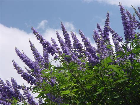 PLANTanswers: Plant Answers > Texas Lilac Vitex * The Next Mega-Superstar Plant for Texas