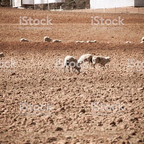 Australia is experiencing a drought which is effecting farmers and their animals. This photo was ...