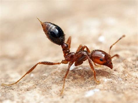 Best Defense Against Fire Ants May Be Allergy Shot Offense : Shots ...