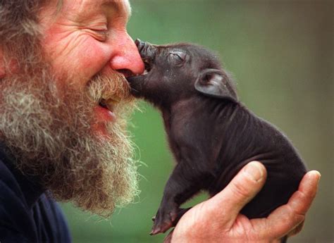 A Study Finds Pigs Are Empathetic and Show Emotions Just Like Us / Bright Side