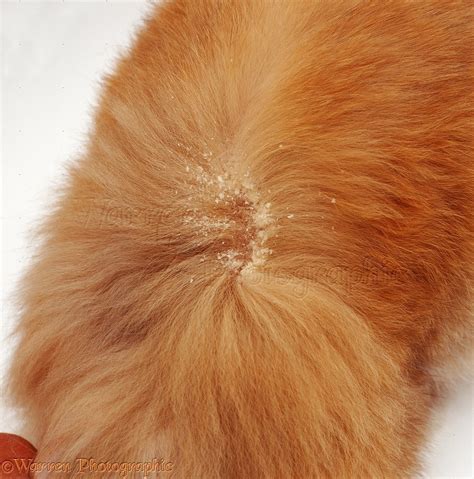 Dandruff On My Cat S Back at Whitney Anderson blog