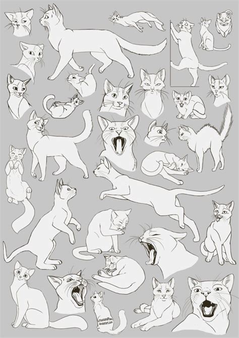 Cat Drawing Reference and Sketches for Artists