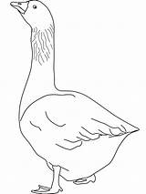 Goose Coloring Page sketch template
