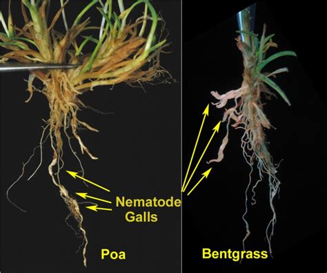 Root knot nematode | PACE Turf Photo Gallery