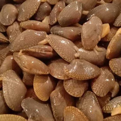 Kerang Batik 1kg – Pasar Segar