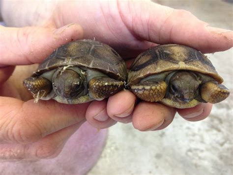 Aldabra Giant Tortoise Baby