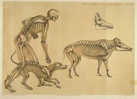 BibliOdyssey: Comparative Mammalian Anatomy