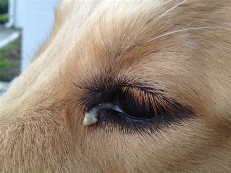 Dog Eye Discharge Causes, Treatments, Home Remedies, Pictures (2024)