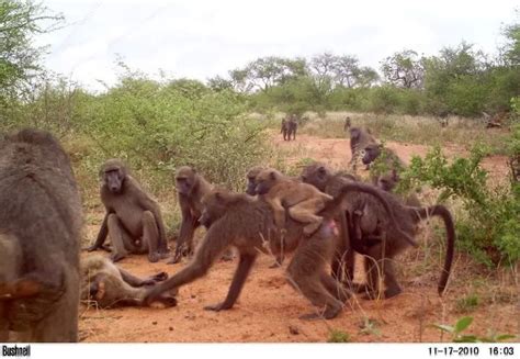 Hyena and baboon fight off at Kruger National Park: Video - Mbare Times