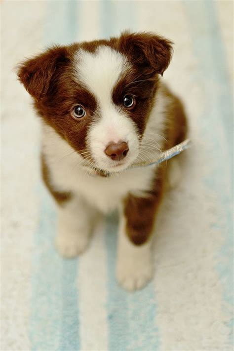 Brown Border Collie Puppies With Blue Eyes