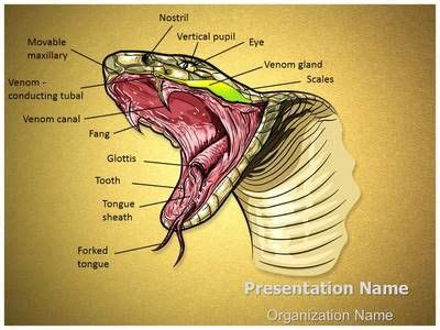 Pin on Medical PowerPoint (Ppt) Templates Microsoft