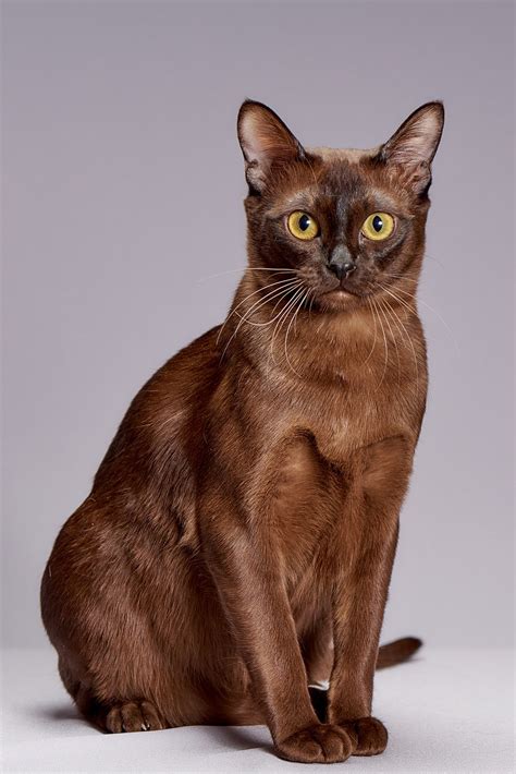 BURMESE CAT - Cat Breeds and Species at The Great Cat