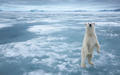HD wallpaper: Animals White Arctic Polar Bear Ice Snow Frozen Sea Desktop Wallpaper Hd ...