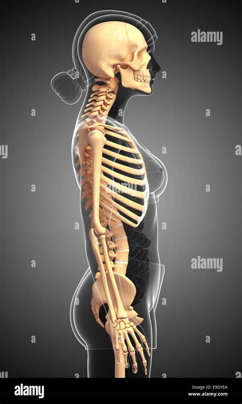 Skeleton Side View High Resolution Stock Photography and Images - Alamy