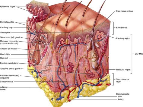 comprised of and main the Integumentary System Organs And Functions skin a complex set of organs ...