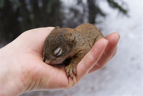 Cute Baby Red Squirrels