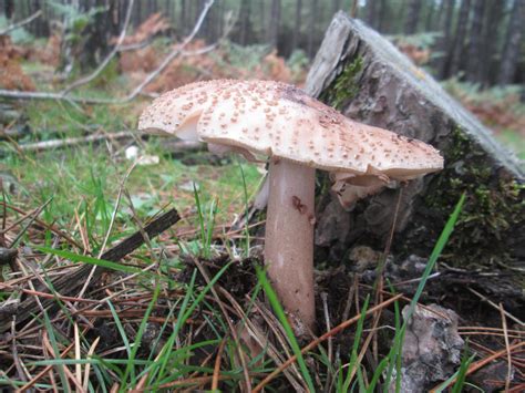 Amanita rubescens by FuriarossaAndMimma on DeviantArt