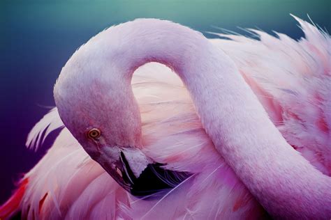 Flamingo Bird Wallpapers - Wallpaper Cave