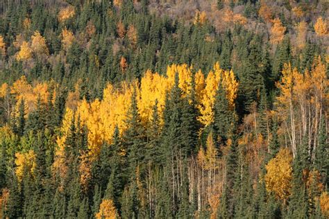 Autumn Birch Trees in Alaska | Jeff | Flickr