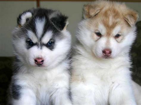 Alaskan Malamute Reviews and Pictures: Cute Alaskan Malamute Puppies Pictures Collections