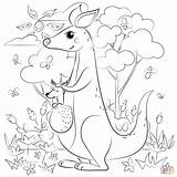 Kangaroo coloring page  Free Printable Coloring Pages sketch template