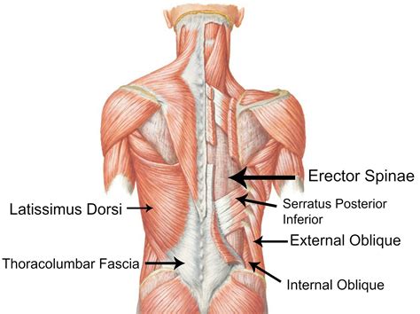 Muscles In Back Of Upper Leg/lower Back - qwlearn