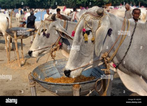 Cattle for sale at the Sonepur Mela, Sonepur, Bihar, India Stock Photo ...