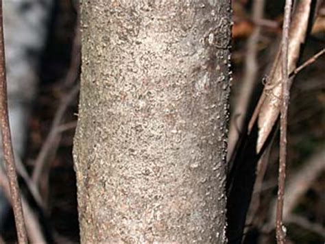 American Witchhazel (Hamamelis virginiana)