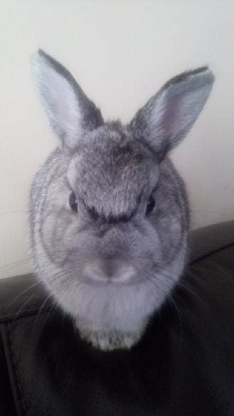 Angry bunny is very angry. : r/funny