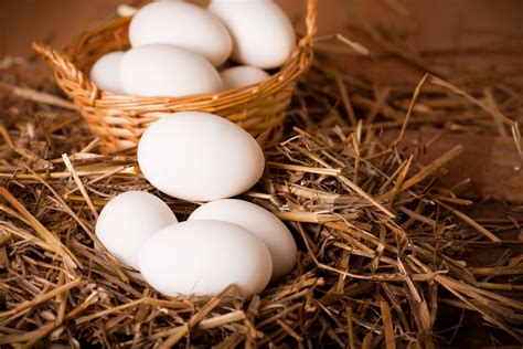 Which Chicken Breeds Lay White Eggs?