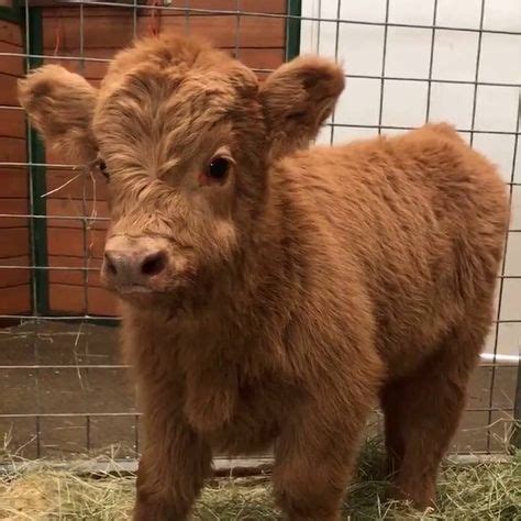 32 Best Blow dried cow images in 2020 | Fluffy cows, Cow, Baby cows