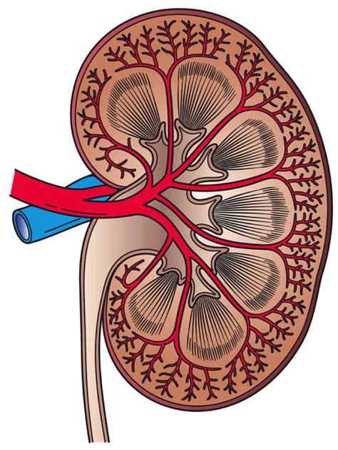 Cross Section Of A Kidney Diagram