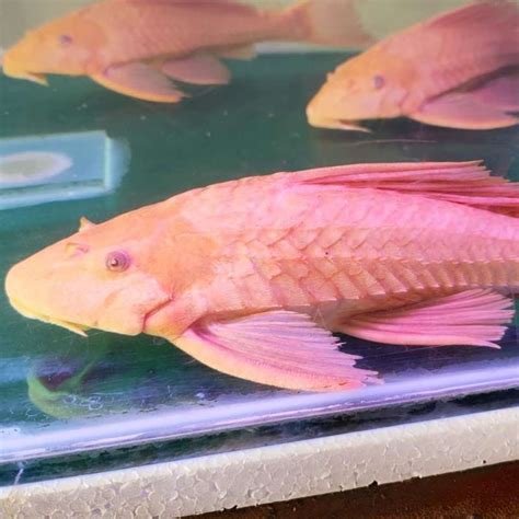 Jual IKAN HIAS IKAN SAPU SAPU ALBINO JUMBO PEMBERSIH LUMUT AQUARIUM di ...