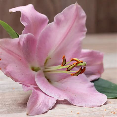 Lily Flower Symbolic Meaning