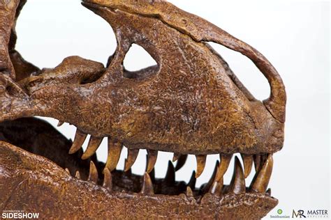 T-Rex Skull Quarter Scale Replica | Sideshow Collectibles