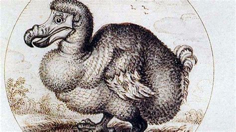 For the First Time in a Century, A Dodo Skeleton Is Coming Up for ...