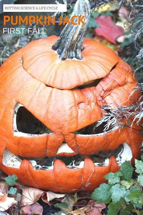 Rotting Pumpkin Jack Experiment - Little Bins for Little Hands ...