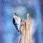 Snowy Winter Downy Photograph by Bill and Linda Tiepelman