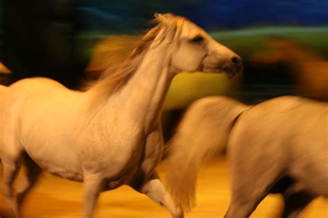 Arabians of Cavalia | Horses, Equines, Animals