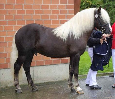 8 Interesting Facts About The Endangered Black Forest Horse of Germany