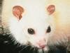 White lemuroid ringtail possum is Australia’s first native mammal ...