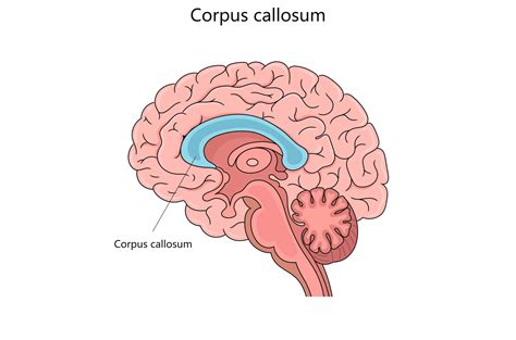 Corpus callosum structure diagram | Healthcare Illustrations ~ Creative ...