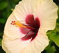 Category:Flora in Honolulu - Wikimedia Commons