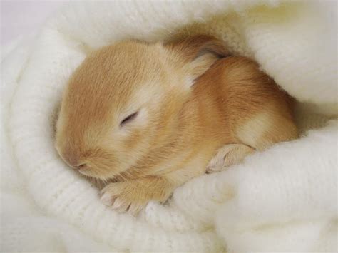 Pictures Of Baby Bunnies Hd 1080P 12 HD Wallpapers - Brambley Hedge ...