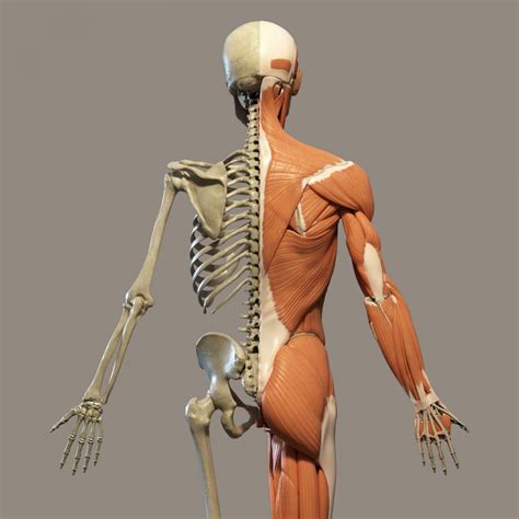 Human Anatomy Free Stock Photo - Public Domain Pictures