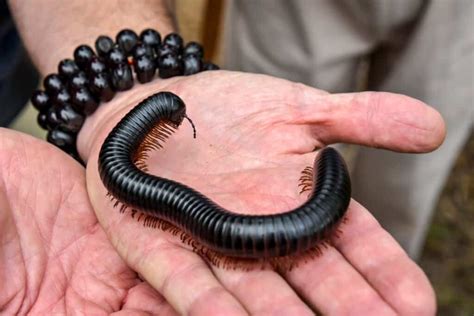 What Do Millipedes Eat? 9 Surprising Meals - IMP WORLD