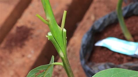 How to Graft Avocado Seedling | English & Kikuyu - YouTube