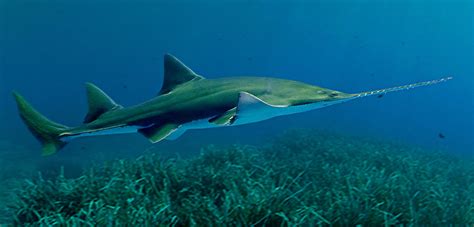 Only 1950s Kids Will Recognize This Endangered Fish | Hakai Magazine