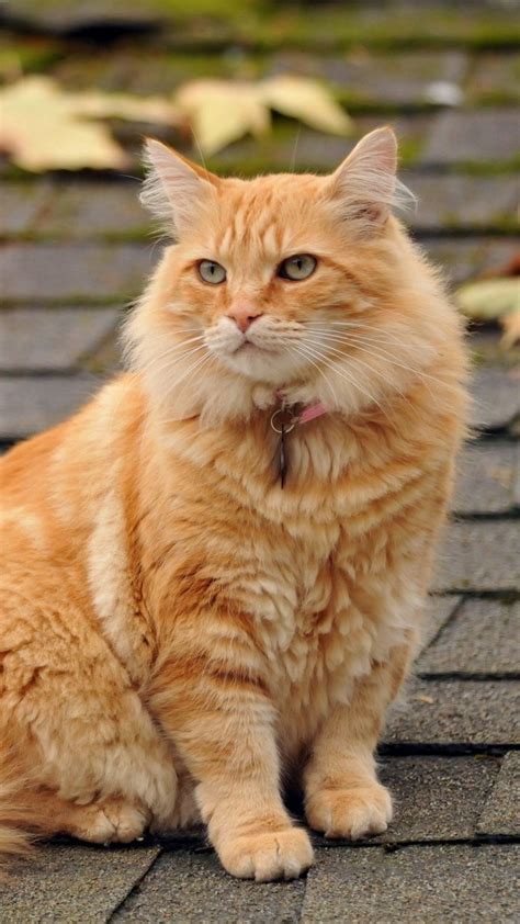 Orange Haired Cats Usually Male | Care About Cats