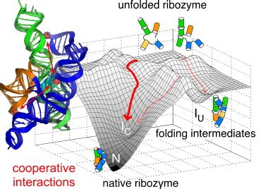 RNA folding: A little cooperation goes a long way